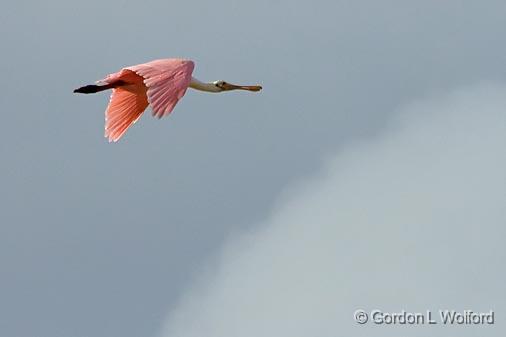 Roseate Spoonbill In Flight_27900.jpg - Roseate Spoonbill (Platalea ajaja) photographed near Port Lavaca, Texas, USA.